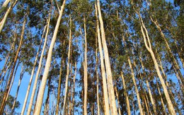 3 loại cây phổ biến song không nên trồng sát nhà: Có loại phá hỏng móng, có loại nguy hiểm vì "háo nước"