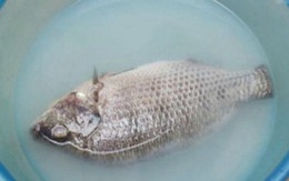 Sai lầm khi rửa cá khiến cá tanh ngắt, bở nát, nấu kiểu gì cũng mất vị
