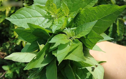 Loại rau dại xưa mọc đầy đường, nay thành đặc sản "bổ như sâm", có tiền chưa chắc mua được