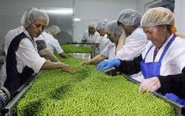 Đổ xô trồng 'hạt ngọc xanh', nông dân Nga bị 'hớ', thừa tận 700.000 tấn do Trung Quốc giảm mua, sắp phải chuyển sang trồng cây khác có lãi hơn