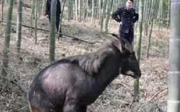 Phát hiện sinh vật đen sì kỳ lạ trên núi, người dân liền báo cảnh sát phong tỏa cả ngôi làng