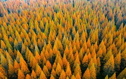 Vì sao Trung Quốc trồng 78 tỷ cây xanh nhưng lại khiến nhiều vùng khô hạn hơn?