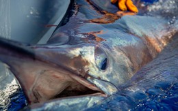 Ngư dân vật lộn nghẹt thở với "thủy quái" nặng 500kg, dài 4,6 mét: Thấy cảnh này cả bãi biển nín lặng