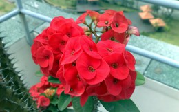 Loại cây là "kẻ thù không đội trời chung" của rắn và chuột: Trồng 1 cây có được đến 3 lợi ích