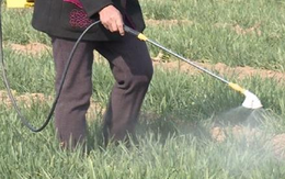 9 loại rau quen thuộc của người Việt dễ ngậm nhiều thuốc trừ sâu nhất, muốn ăn phải biết cách rửa