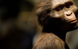 Bàn chân 3,4 triệu tuổi làm thay đổi lịch sử loài người