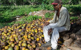 Một loại 'vàng xanh trên cây' của Cuba gặp khó: Bất ngờ thối rữa tại vườn không thể thu hoạch, thị trường sốt giá lên mức xa xỉ