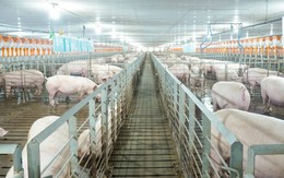 Giá heo bật tăng 36% lên 65.000 đồng/kg do cung suy giảm, “đại gia” chăn nuôi công nghệ cao hưởng lợi