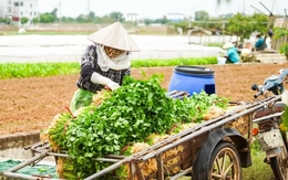Vì sao giá rau củ ở Hà Nội tăng chóng mặt?