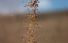 Nhận tin buồn từ Trung Quốc, Mỹ đưa gần 1 triệu tấn ‘hạt vàng’ vào Việt Nam: Nước ta tiêu thụ hàng triệu tấn mỗi năm, giá rẻ hấp dẫn