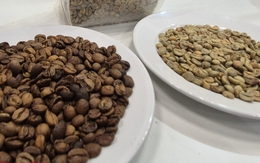 Giá cà phê hôm nay 17-12: Lao dốc dù Brazil ra hàng nhỏ giọt