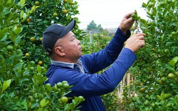 Đào, quất Tết 2026: Chưa có khách mua, nông dân Hà Nội đã dự đoán lợi nhuận sẽ giảm 15% bởi một lý do