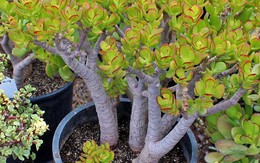 Không phải phát tài, kim tiền, người Trung Quốc coi đây mới là cây phú quý: Nhiều người Việt chưa biết