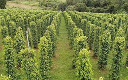 'Sản vật' của Việt Nam đổ bộ Mỹ với giá siêu đắt: Thị phần bằng các đối thủ cộng lại, thế giới ngày càng khan hiếm