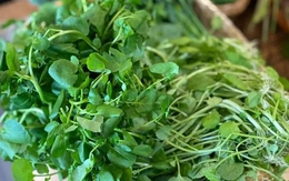 4 loại rau dân dã ở Việt Nam được ví bổ như sâm