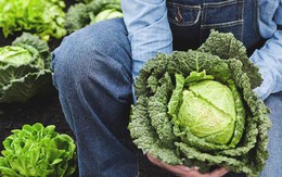 Năm 2026 sẽ là năm của bắp cải: Từ mâm cơm quê đến bàn ăn hiện đại - vì sao bắp cải đang được yêu thích trở lại?
