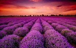 Một mã cổ phiếu bốc đầu kịch trần liên tiếp sau thông tin "ông lớn" âm nhạc rót vốn