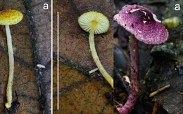 Phát hiện "sinh vật độc" chưa từng có trong rừng Cát Bà