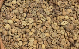 Giá cà phê hôm nay 19-12: Giảm phiên thứ 6 liên tiếp