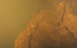 Kinh ngạc phát hiện “Vương quốc cá mập” bên trong miệng núi lửa đang sôi sục dưới đáy biển