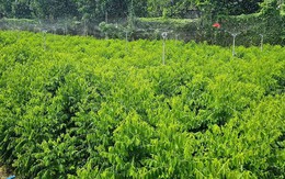 Loại rau Việt từng được trồng làm hàng rào nay thành “cây tiền tỷ”: Ngọt như mì chính, bổ ngang sâm