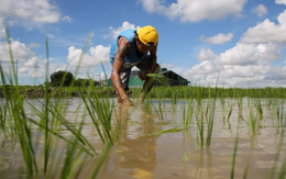 Việt Nam, Thái Lan chú ý: Philippines có động thái mới với nhập khẩu gạo từ 1/1/2026