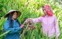 Cây ‘đẻ vàng’ trên núi