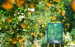 Vườn cam như trong phim hút khách du lịch Mộc Châu