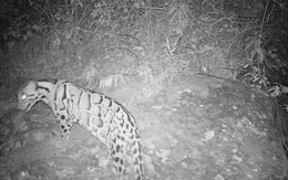 Được xác nhận tuyệt chủng 40 năm, loài vật này bất ngờ xuất hiện trở lại, chuyên gia nói: Hawking đã đúng