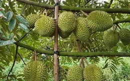 Giá sầu riêng tăng vọt