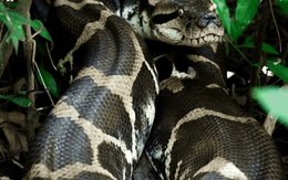 Phát hiện "như khoa học viễn tưởng" về kích thước khủng của loài trăn Anaconda