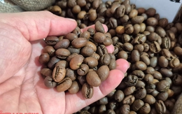 Giá cà phê hôm nay 21-12: Về lại mốc 90.000 đồng/kg