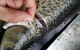 Chỉ cần rút sợi dây này là cá bớt tanh, nấu kiểu gì cũng thơm ngon - Rất nhiều người vẫn chưa biết