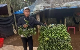 Động thái của thương lái Trung Quốc khiến giá cau tươi lao dốc