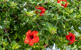 Loại cây mang lại may mắn và phúc lộc, người Việt hay trồng làm hàng rào: Từ rễ tới hoa đều là thuốc