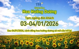 Cánh đồng hướng dương TH tạm đóng cửa ngày 3-4/1/2026
