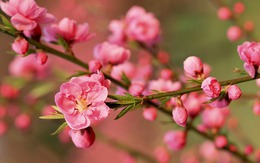 Lịch nghỉ Tết Nguyên đán 2026 của học sinh, giáo viên, cán bộ, công chức, viên chức Hà Nội