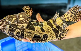 Nuôi "Đệ nhất đặc sản biển" trong lồng HDPE chịu được bão cấp 12, bà con thu về trăm triệu