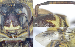 "Báu vật sống" của Việt Nam hiếm gặp đến mức khiến giới khoa học quốc tế kinh ngạc