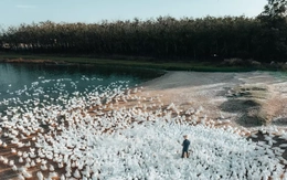 Đẹp ngỡ ngàng 'lốc xoáy' vịt trắng muốt ở Tây Ninh