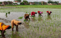 Tin buồn cho gạo Việt Nam, Thái Lan: Vựa lúa lớn nhất thế giới tồn kho tăng gấp 8 lần mục tiêu, sắp bơm lượng lớn ra thị trường