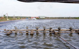 Quỹ Coca-Cola và IUCN chung tay bảo vệ vùng ven biển Đồng bằng sông Cửu Long