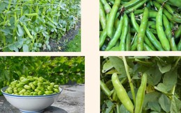 Loại hạt như 'viên bổ não', ngon hơn thịt, tốt hơn trứng, đi chợ thấy nhớ mua