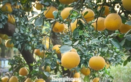 Bưởi cảnh, quất thế hàng chục triệu đồng 'rục rịch' xuống phố