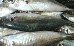 Người bán cá tiết lộ những loại cá họ bán nhiều nhất mỗi sáng