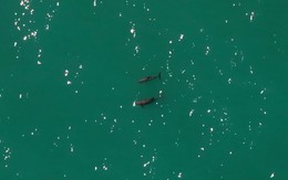 Loài vật quý hiếm bậc nhất thế giới, chỉ còn lại đúng 10 con