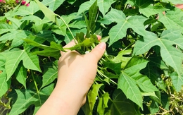 Việt Nam có loại rau cực bổ dưỡng, được giới khoa học khen ngợi hết lời: Tiếc là ít người biết để ăn