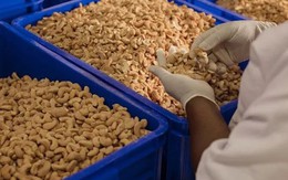 'Vàng mười' giúp Việt Nam xuất khẩu bỏ xa thế giới: Được người Trung Quốc thừa nhận 'ăn đứt' hàng nội, đem sang trồng 2.000 ha tại Cuba