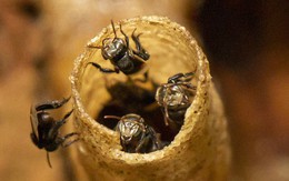 Giải mã "kho báu" của loài ong ở Tây Nguyên: Phát hiện hợp chất quý chưa từng công bố