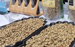 Giá cà phê hôm nay 26-12: Trong nước tăng nóng, Trung Quốc bất ngờ nhập nhiều